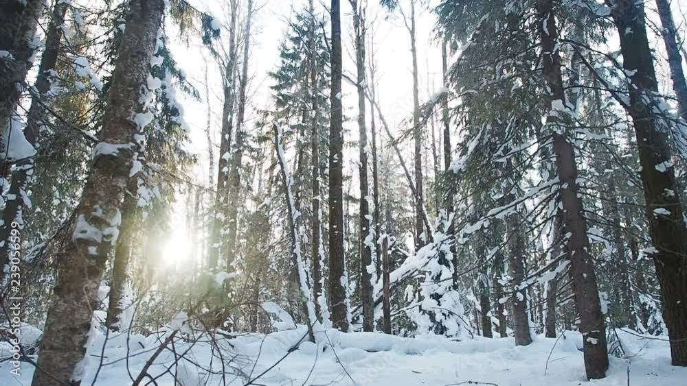 Beautiful WInter Scene : Snow Trees In Winter Forest. Travelling In Winter Wonderland. Beauty In Nature, Hiking And Recreation. WInter Sports. Sun Shining Through Trees, Background. Beautiful WInter Scene : Snow Trees In Winter Forest. Travelling In Winter Wonderland. Beauty In Nature, Hiking And Recreation. WInter Sports. Sun Shining Through Trees, Background.
