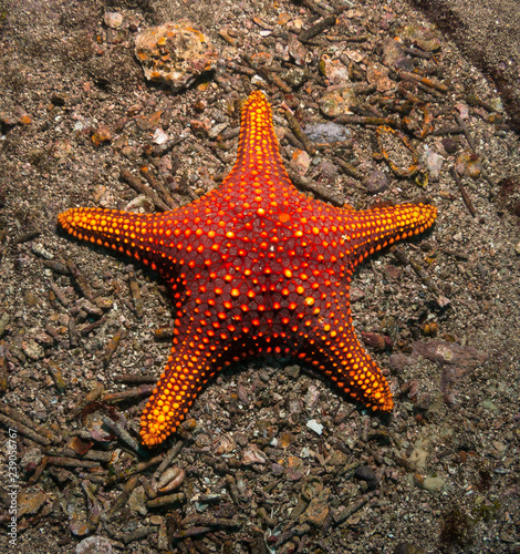 Starfish in the Galapagos.