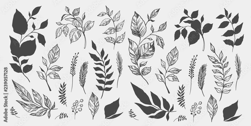 Set of leaves. Hand drawn decorative elements. Vector illustration - obrazy, fototapety, plakaty 