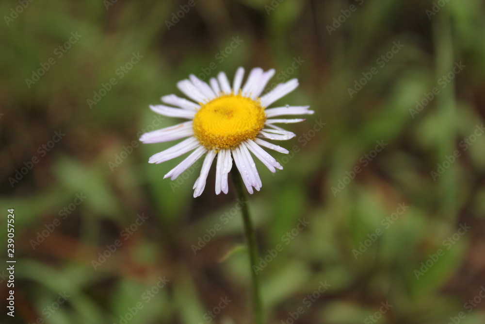 Daisy Daisy