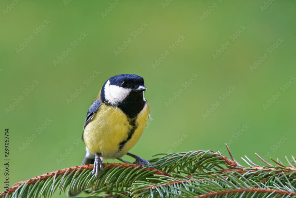 Fototapeta premium Great tit (Parus major)