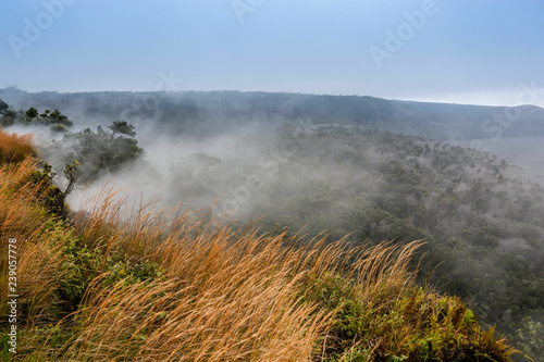 fog decending into valley of trees and long grasses 