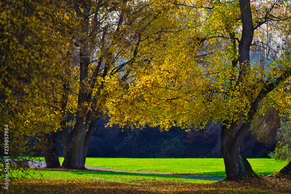 Public park with trees on a sunny autumn day