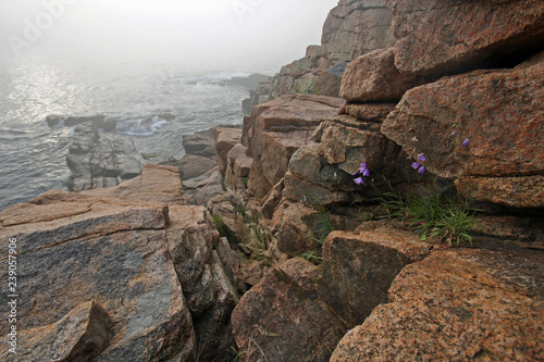 Purple flowers growing amidst the granite coastal rocks of Acadia National Park, Maine, on a foggy summer morning.