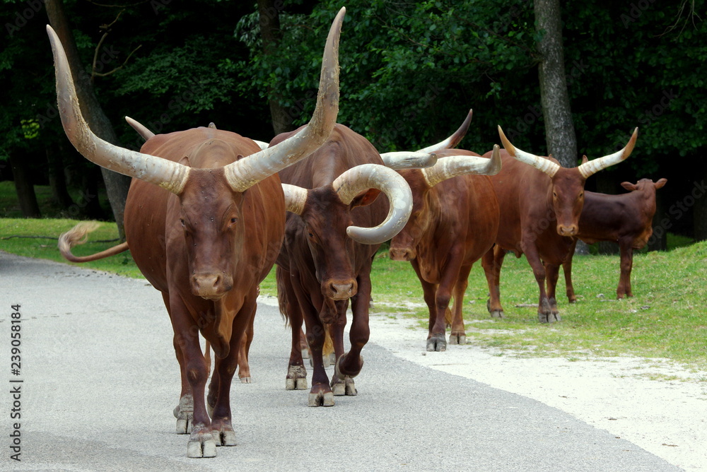 A herd of texas longhorn cows standing on an asphalt road and blocking passage A herd of texas longhorn cows standing on an asphalt road and blocking passage