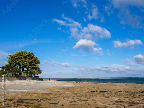Fototapeta Naklejka Na Ścianę i Meble -  seascape with tree