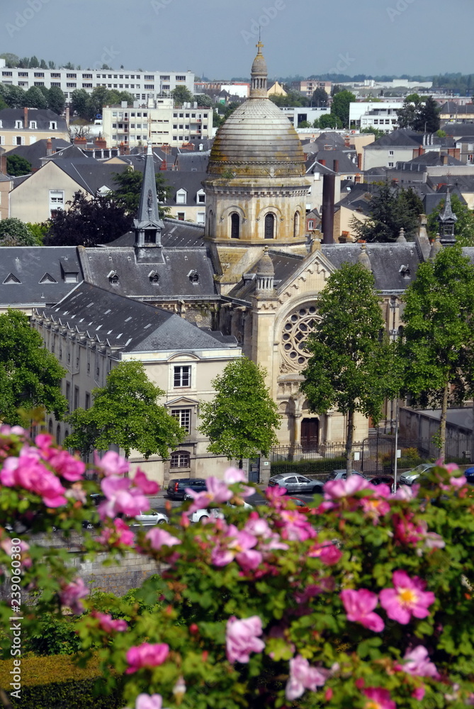 Ville de Laval, église en centre ville, premier plan de fleurs roses, département de la Mayenne, France