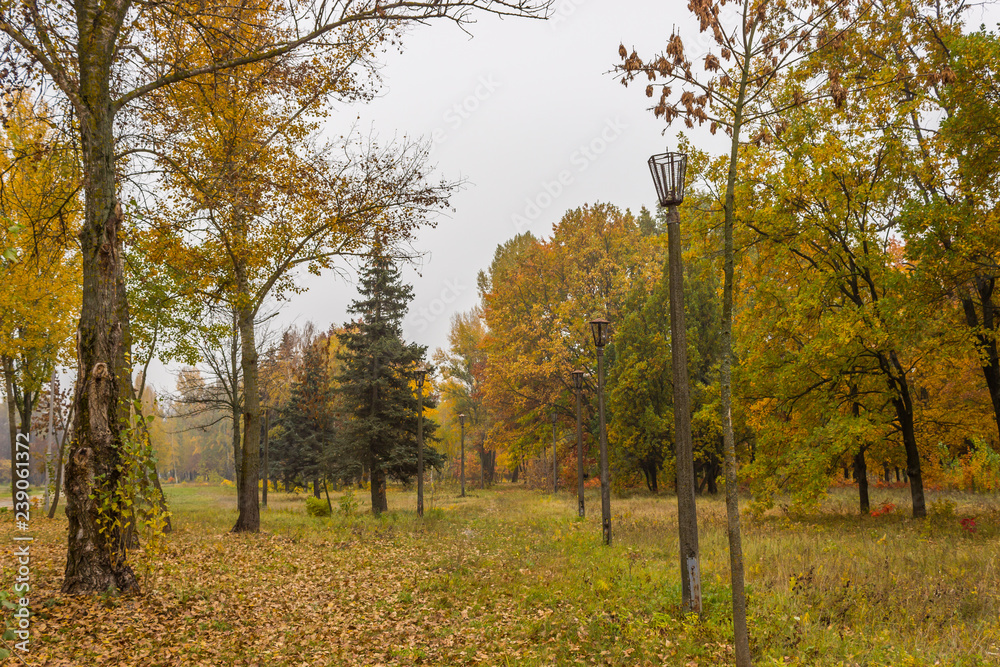 Fototapeta premium autumn in the city park