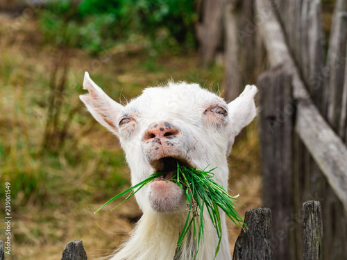 Happy white-bearded billy goat chewing on tasty fresh green grass photo