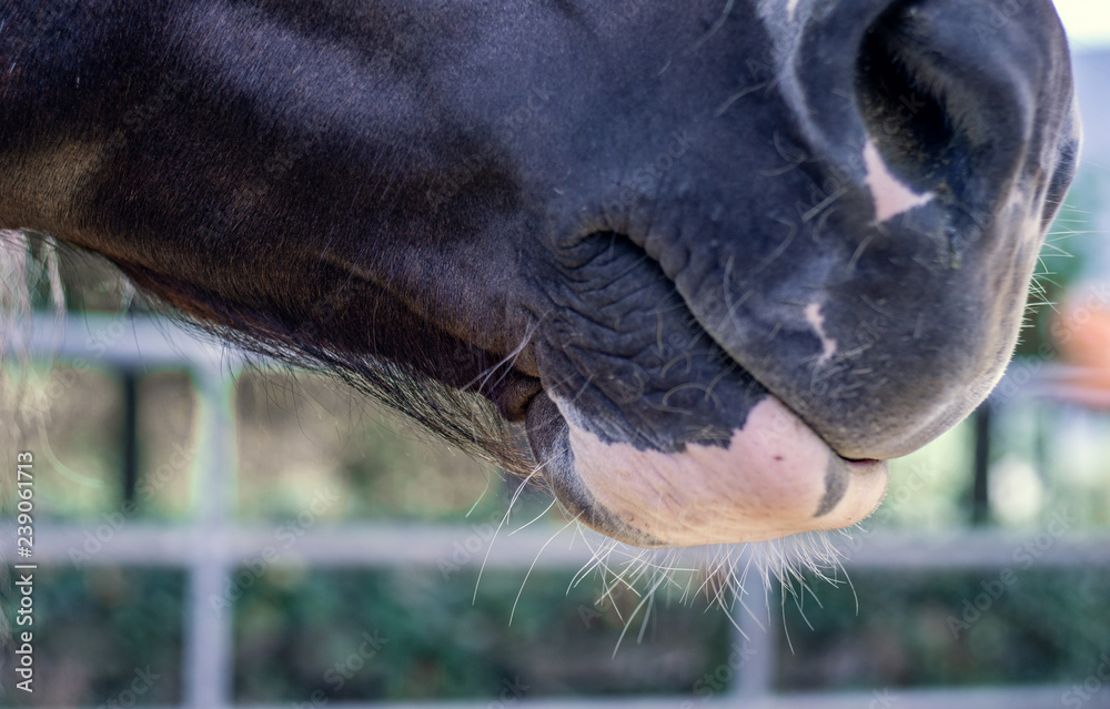 Caballo
