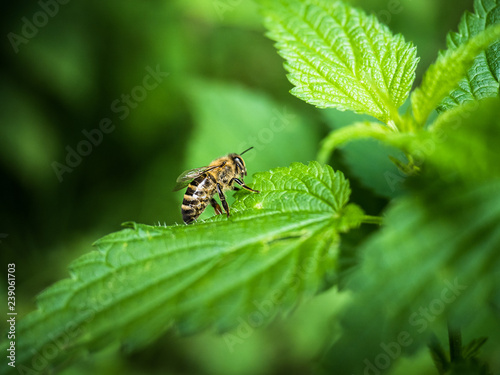 Wasp on a leaf hunting for food © Solomiia