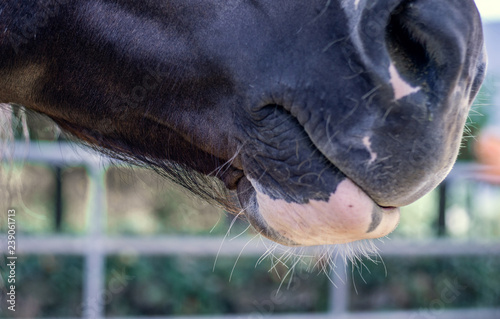 Obraz na płótnie Caballo w salonie
