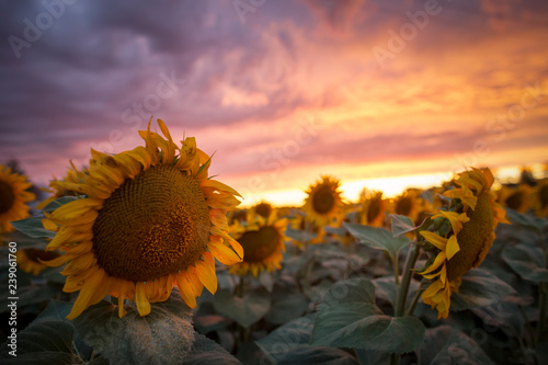 Fototapeta Naklejka Na Ścianę i Meble -  sunflower field sunset
