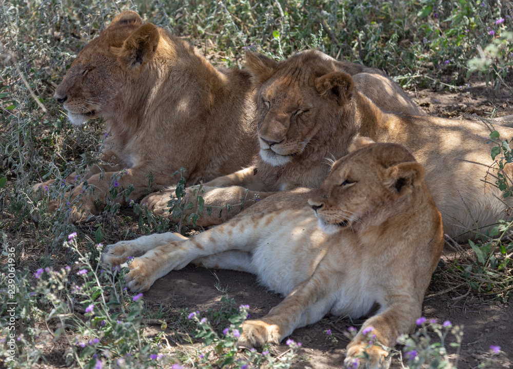 Naklejka premium Three lionesses laying under a tree, one young