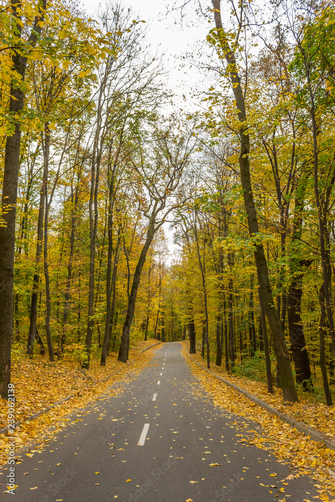 Obraz premium autumn in the city park