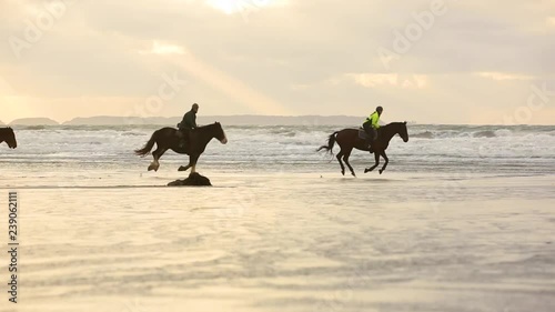 Horses at gallop on the beach at sunset
