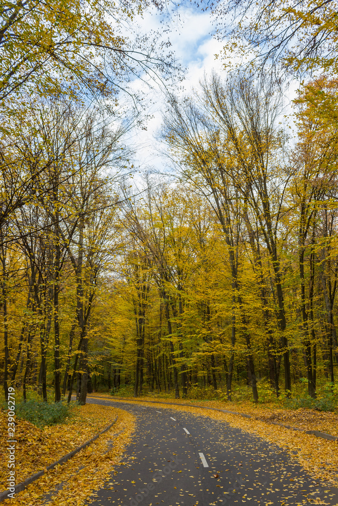 Fototapeta premium autumn in the city park