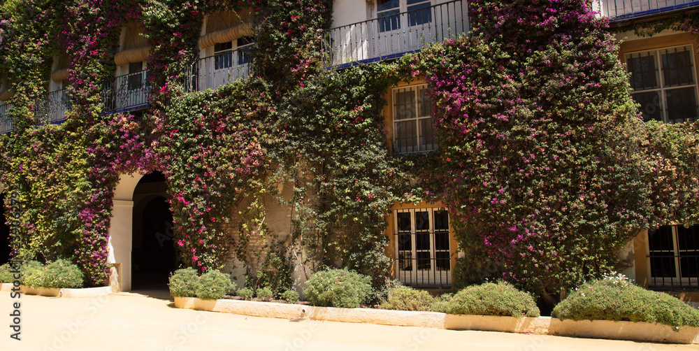 Obraz premium dom, budynek, architektura, kwiaty