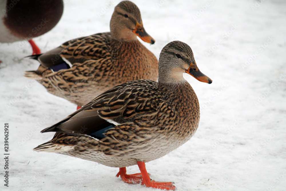 Female mallard (Anas platyrhynchos) in winter. Krynica Reservoir, Minsk, Belarus Female mallard (Anas platyrhynchos) in winter. Krynica Reservoir, Minsk, Belarus