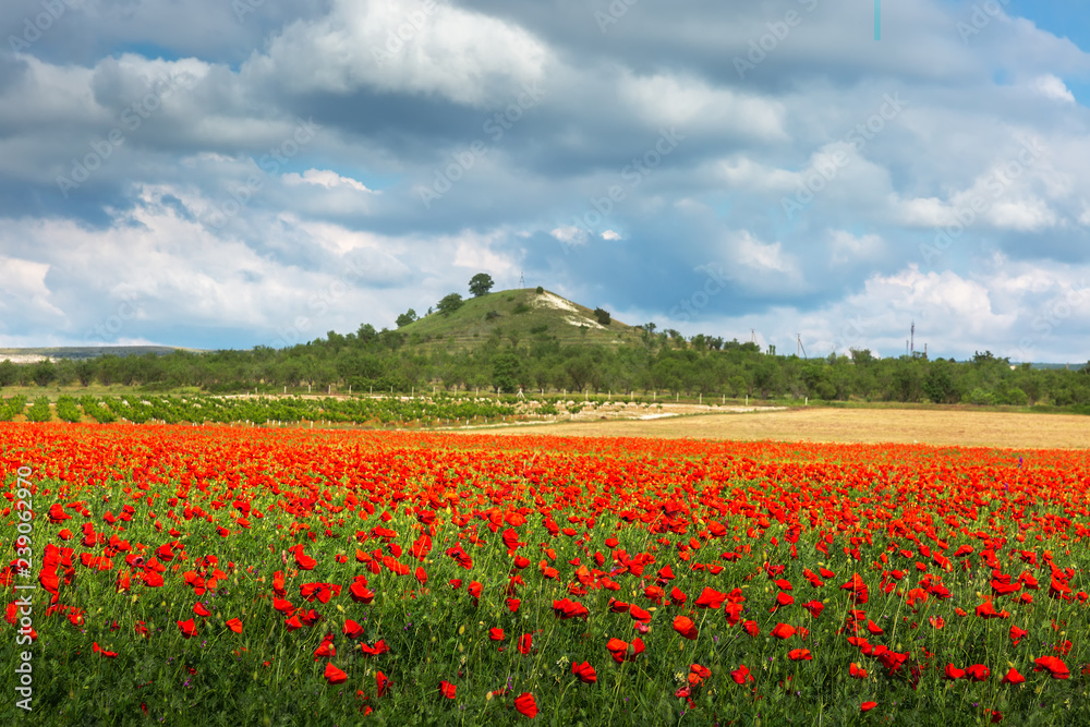 Field of poppies Field of poppies