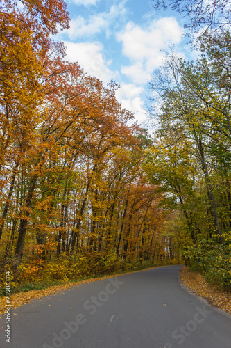 autumn in the park