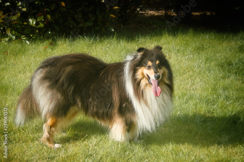 Chien - Colley à poil long