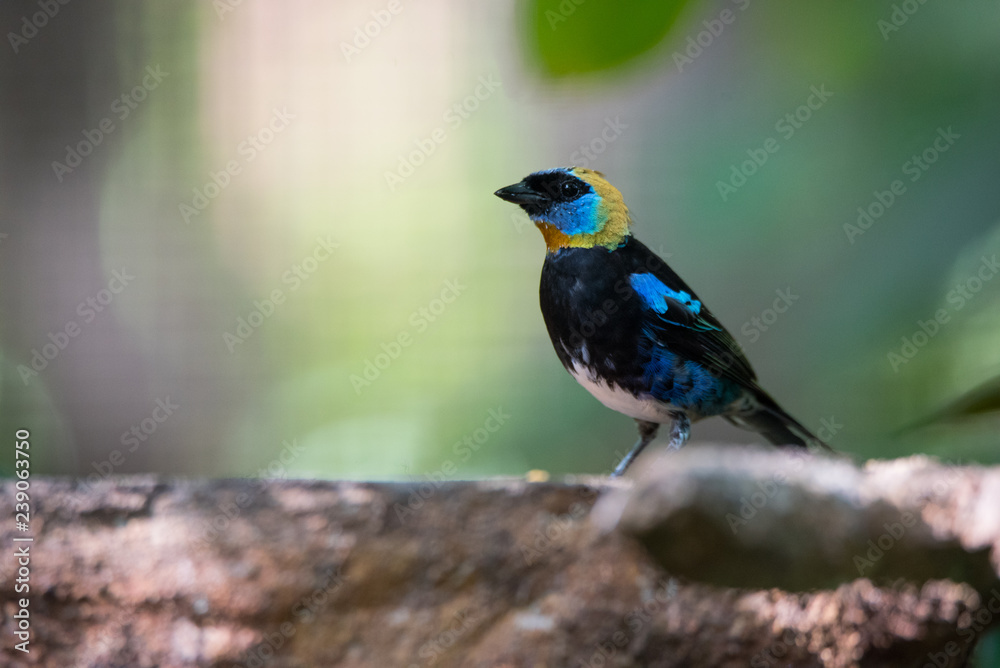 Golden hooded tanager (Tangara larvata) is a medium-sized passerine bird. Adult male has a golden head with black eyemask edged with violet blue above and below. Golden hooded tanager (Tangara larvata) is a medium-sized passerine bird. Adult male has a golden head with black eyemask edged with violet blue above and below.