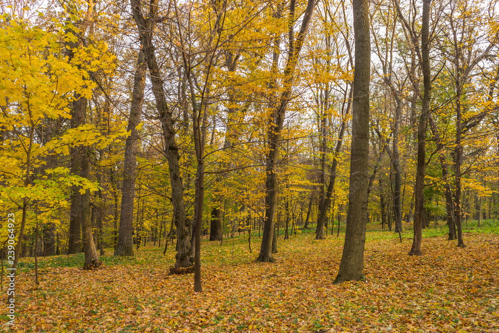 autumn in the park