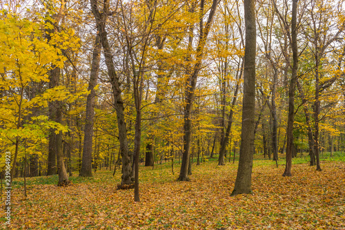 autumn in the park