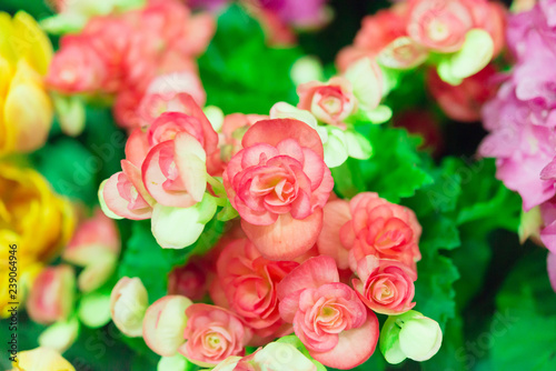 ORANGE RIEGER BEGONIAS in garden. photo