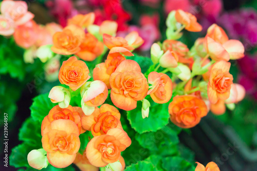 ORANGE RIEGER BEGONIAS in garden. photo
