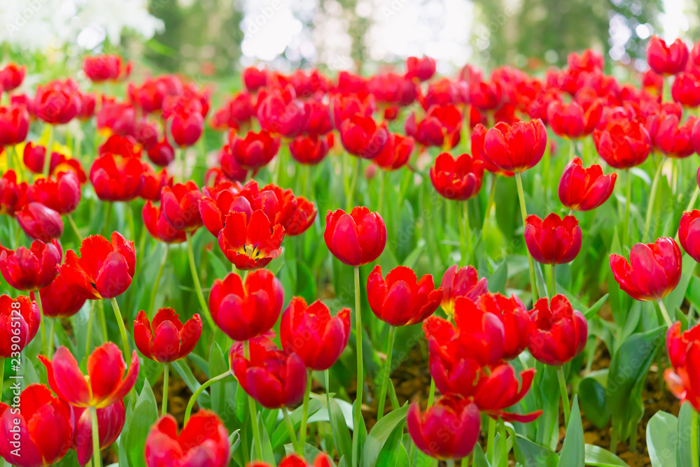 Colorful tulips in the flower garden,Tulip field. Colorful tulips in the flower garden,Tulip field.