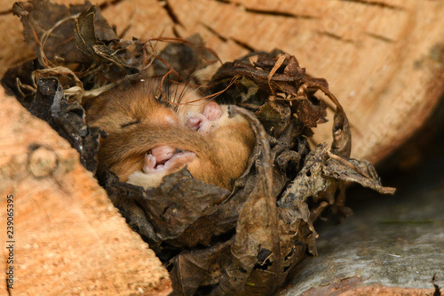 Hazel Dormouse / Muscardinus avellanarius