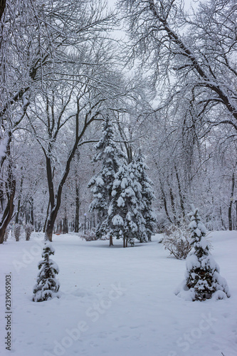 Winter in the city park © Denys