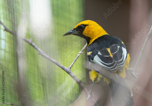 Fotografía Altamira oriole (Icterus gularis), a New World oriole