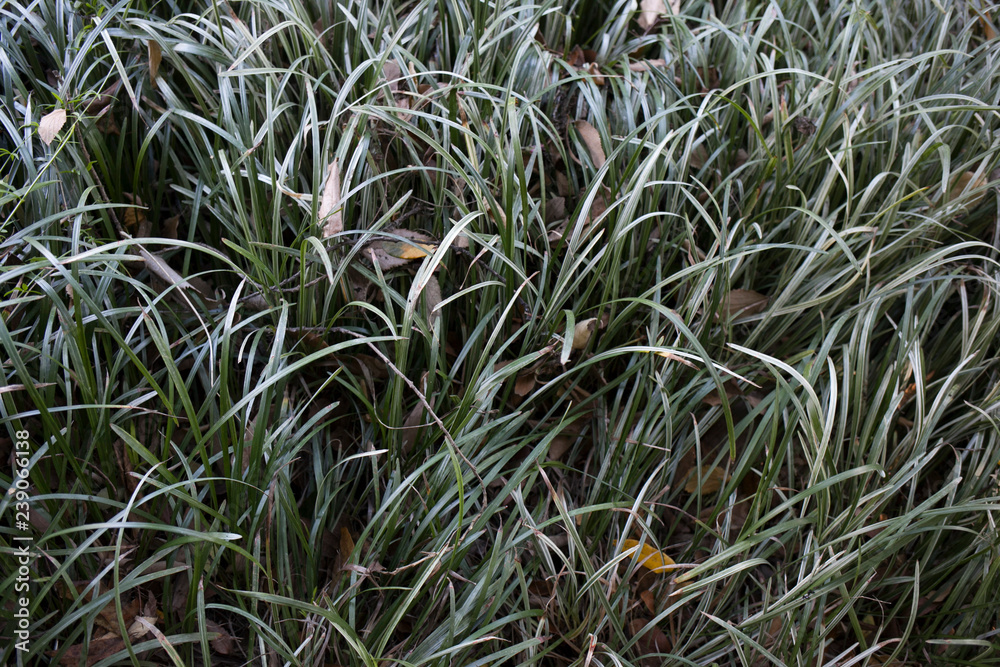 suelo de hierbas altas verdes en en jardín suelo de hierbas altas verdes en en jardín