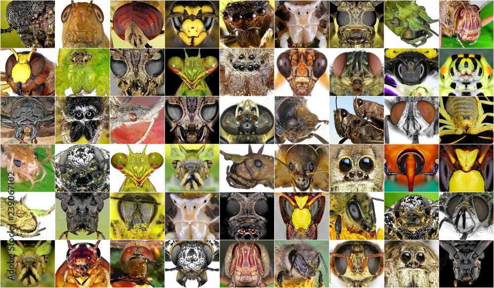 Fototapeta premium Insects closeup. Collage of insect portraits 