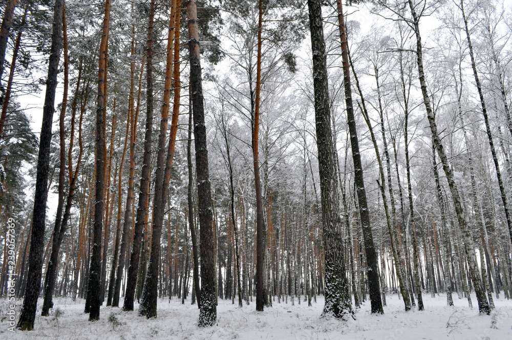 forest in winter