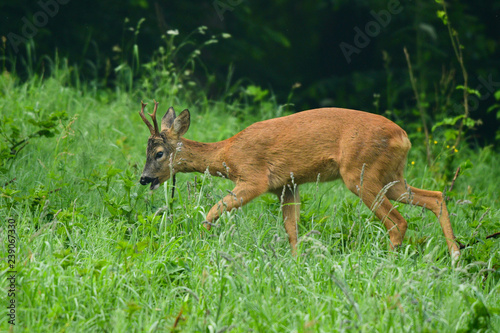 Roe Deer (Capreolus capreolus) on the meadow