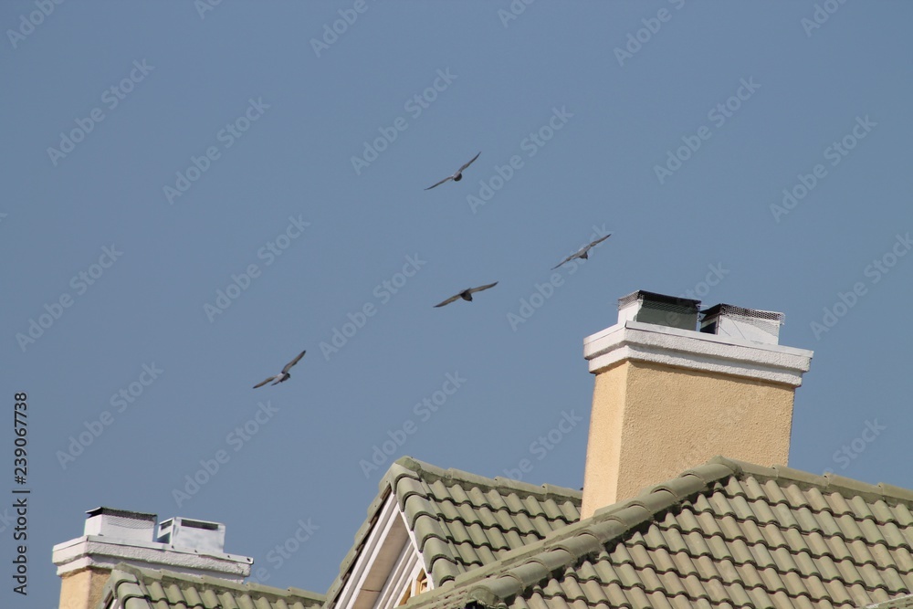 Birds, Ducks, Coypu, Nutria in Irving, Texas, USA Birds, Ducks, Coypu, Nutria in Irving, Texas, USA