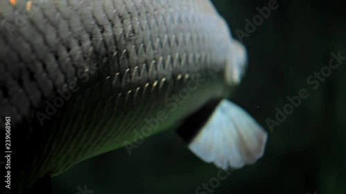 Underwater arapaima fish slowly swim along the chamber.