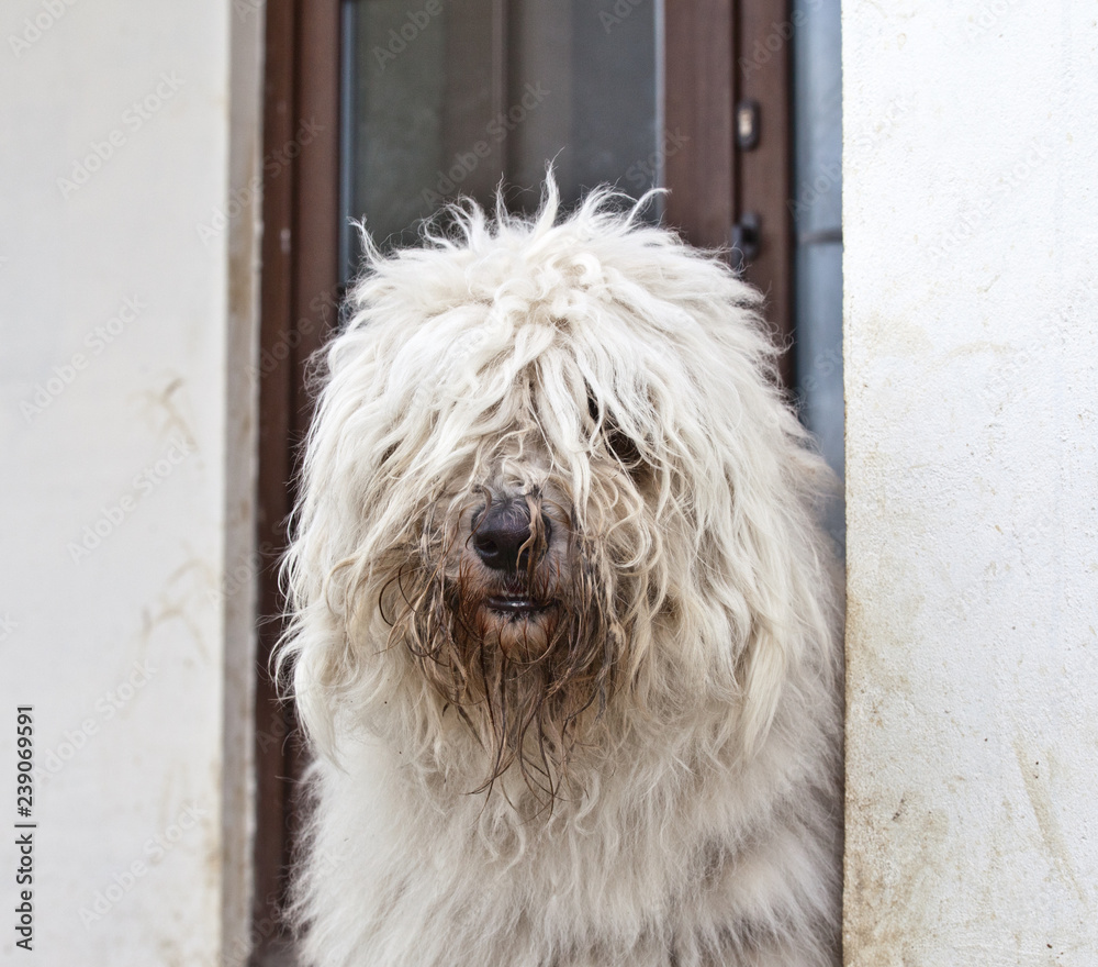 Dog komondor, hungary shepherd portrait