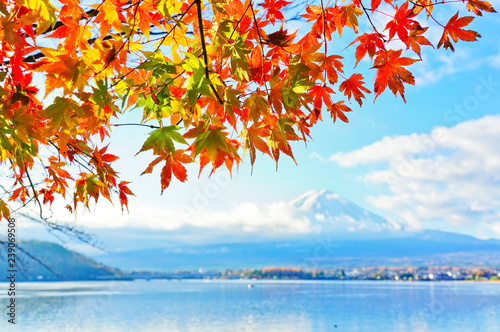 View of the maple leaves in autumn at Lake Kawaguchi in Japan with the Mount Fuji in the background.