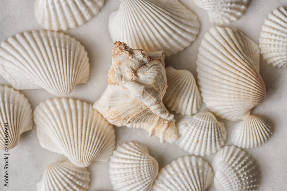 unique shell on similar shells