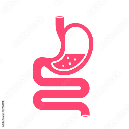 Human stomach and gastrointestinal system