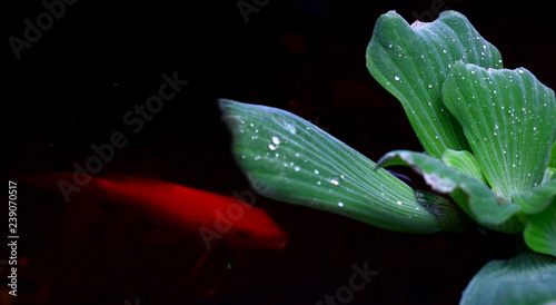flower in water