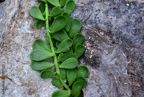 rock&leaf