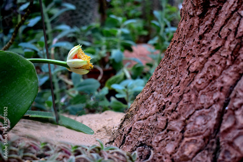flower & tree