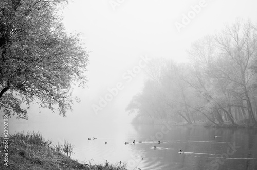 fog in forest