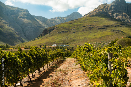 Weinbaugebiet bei Stellenbosch in Südafrika